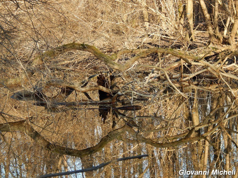 Martin pescatore ambientato